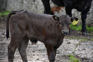 Frisches Karosa-Kalb Rcken ohne Knochen 1/2 Stck gekhlt vak.-verpackt ca 2 Kg